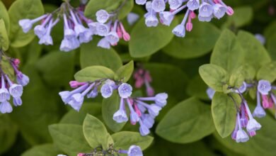 Nachteile von Glockenblumenbäumen