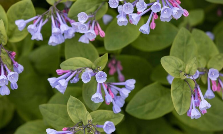 Nachteile von Glockenblumenbäumen